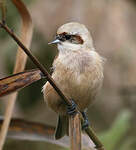 Rémiz penduline