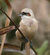 Eurasian Penduline Tit