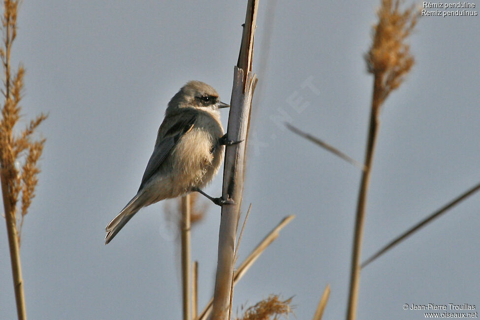 Rémiz penduline