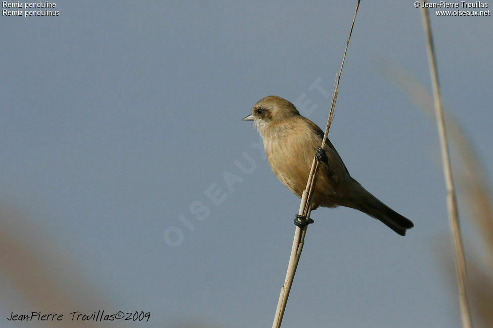 Rémiz penduline