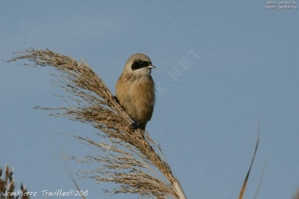 Eurasian Penduline Tit male adult