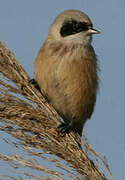 Eurasian Penduline Tit