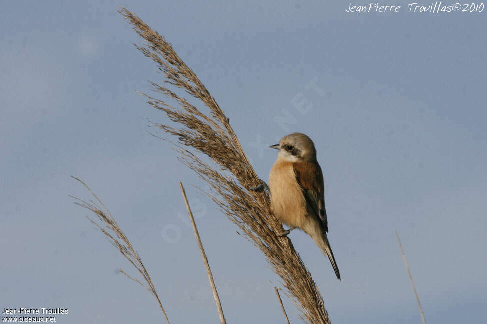 Eurasian Penduline Tit female adult, identification