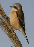 Rémiz penduline