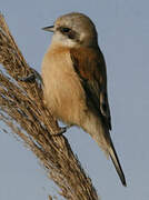 Eurasian Penduline Tit