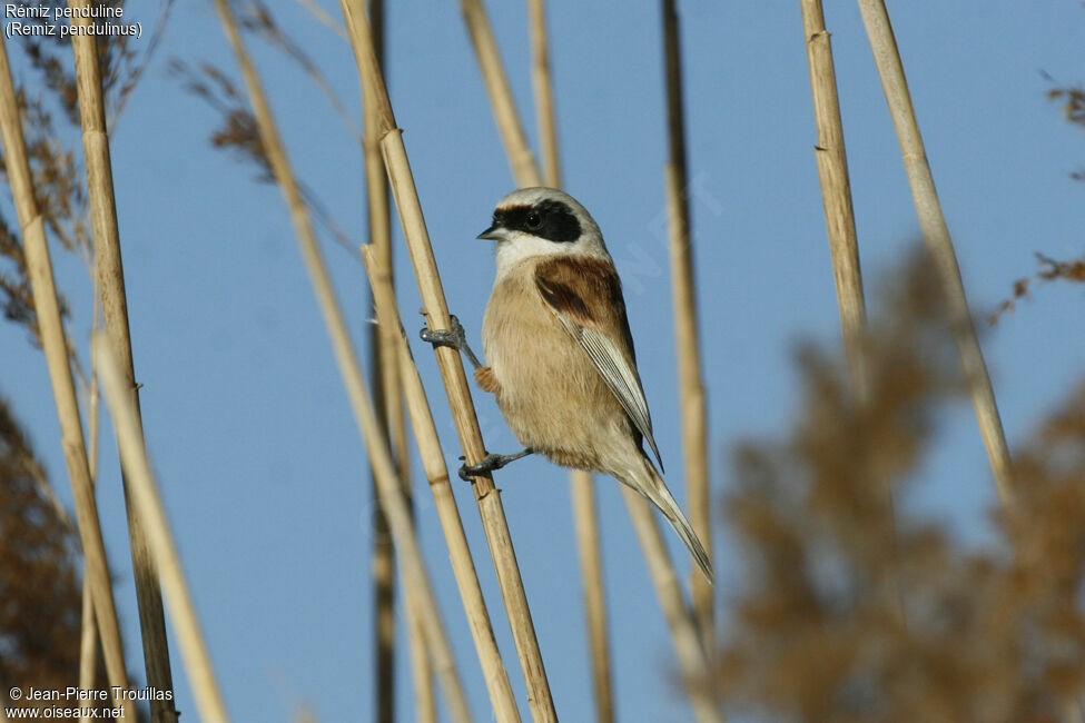 Rémiz penduline