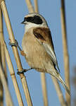Rémiz penduline