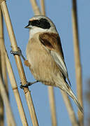 Eurasian Penduline Tit