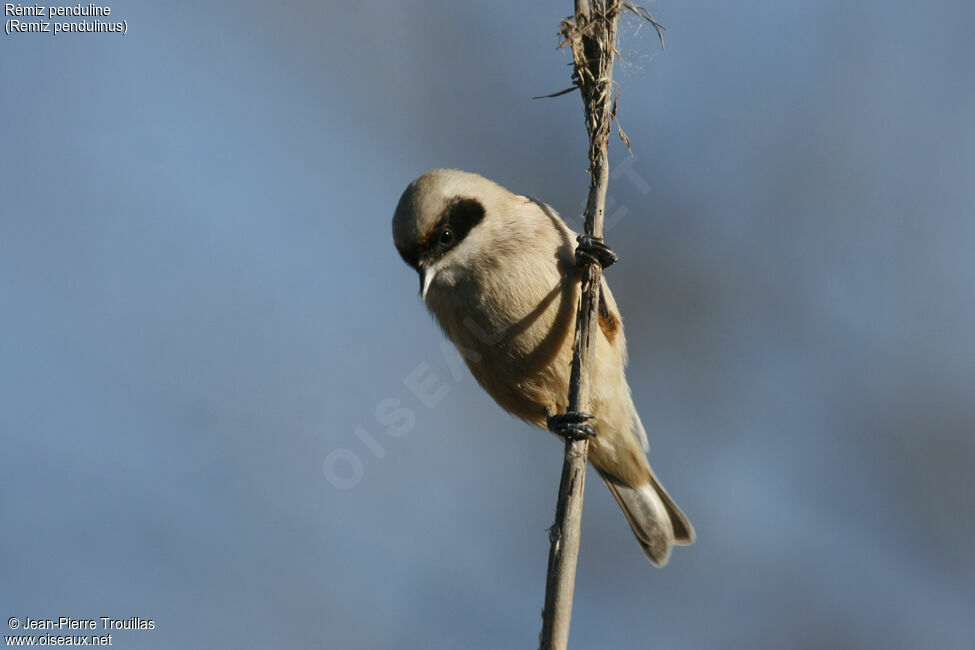 Eurasian Penduline Tit