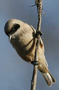 Rémiz penduline