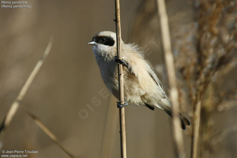 Eurasian Penduline Tit