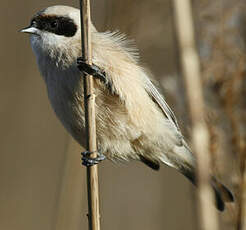 Rémiz penduline