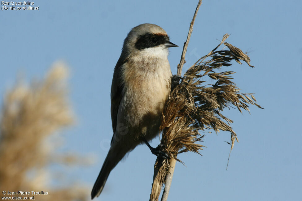 Rémiz penduline