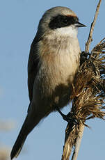 Rémiz penduline