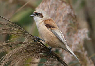 Rémiz penduline