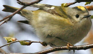 Goldcrest