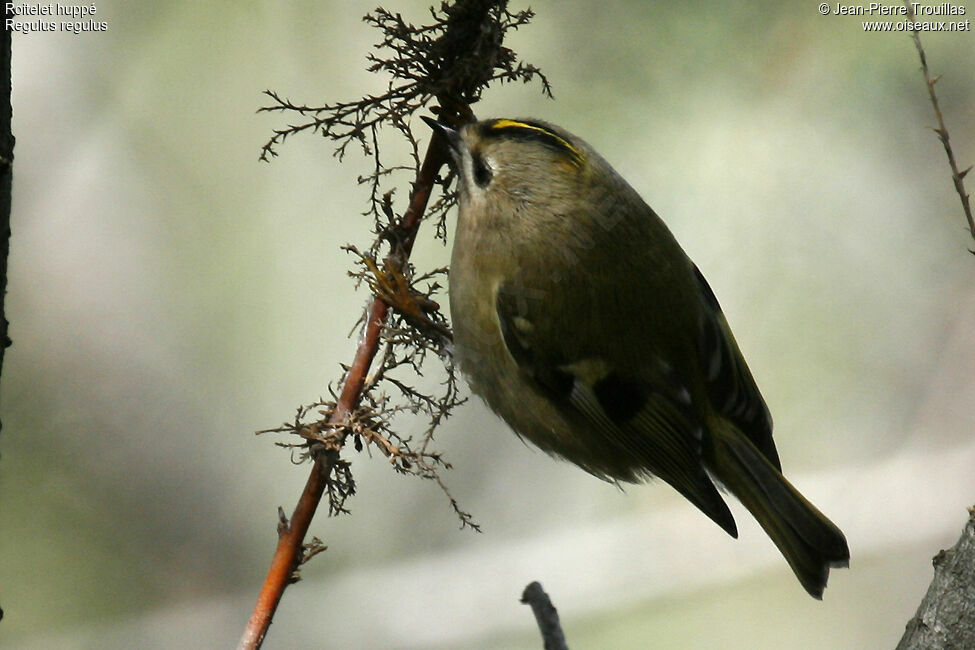 Goldcrest