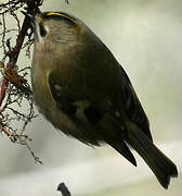 Goldcrest