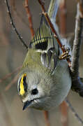 Goldcrest