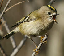 Goldcrest