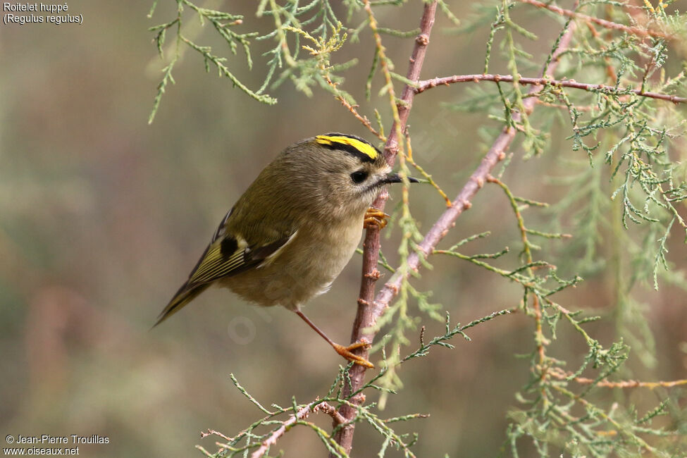 Goldcrest