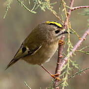 Goldcrest