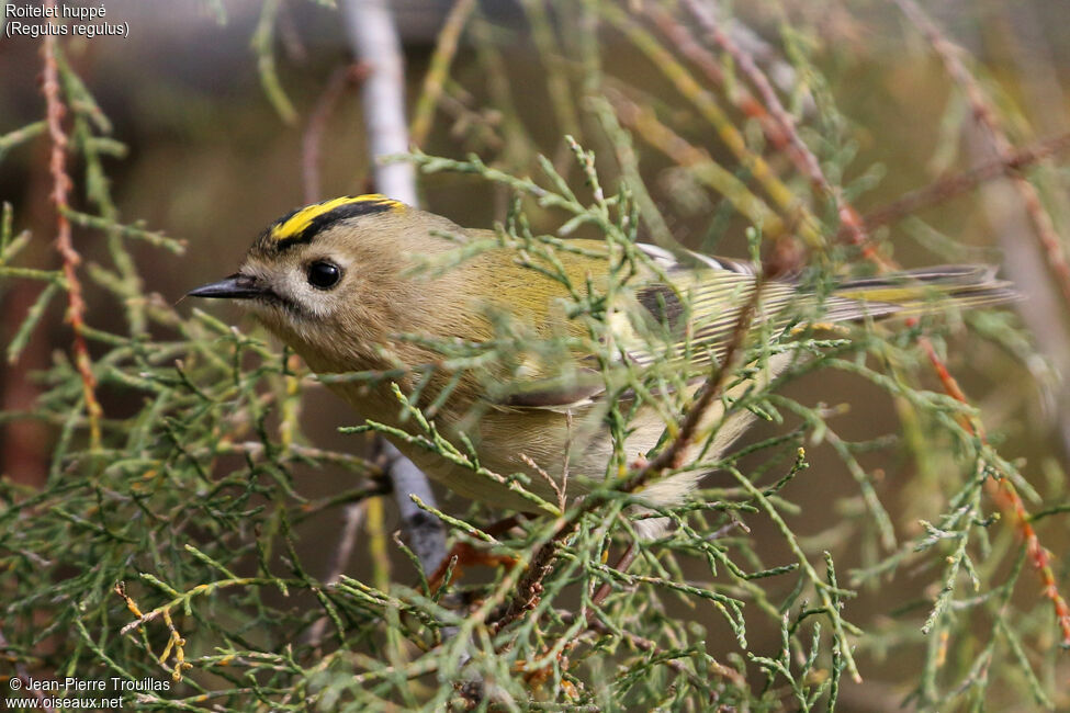 Goldcrest