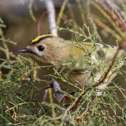 Goldcrest