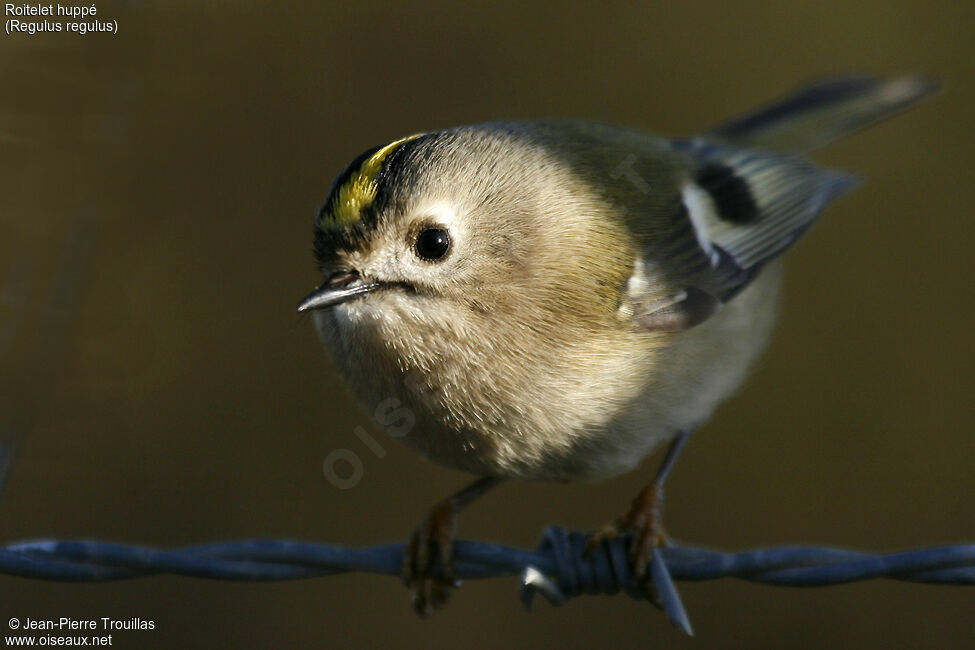 Goldcrest