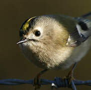 Goldcrest