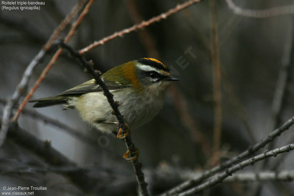 Common Firecrest