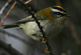 Common Firecrest