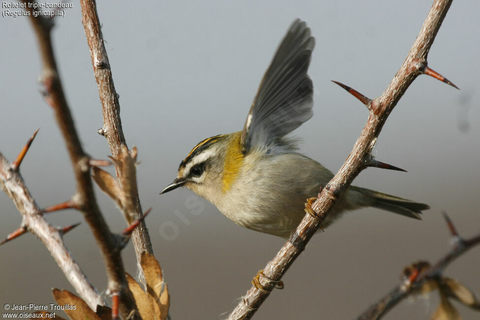 Common Firecrest