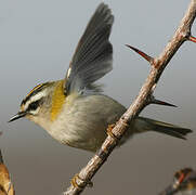 Common Firecrest