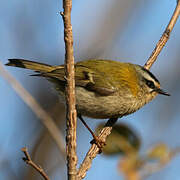 Common Firecrest