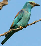 European Roller