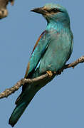 European Roller