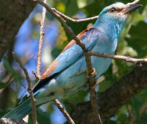 European Roller