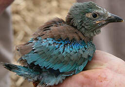 European Roller