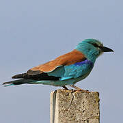 European Roller