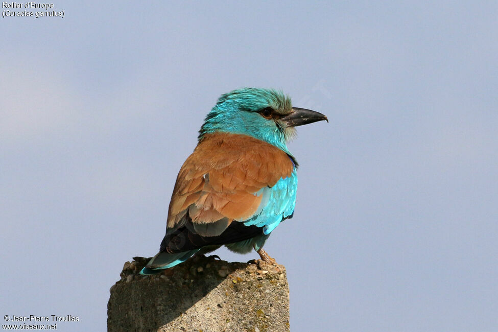 European Roller