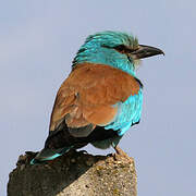 European Roller