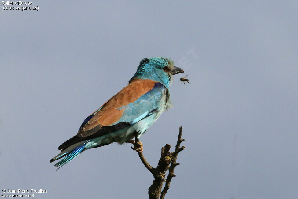 European Roller