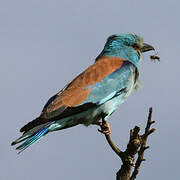 European Roller