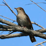 Common Nightingale