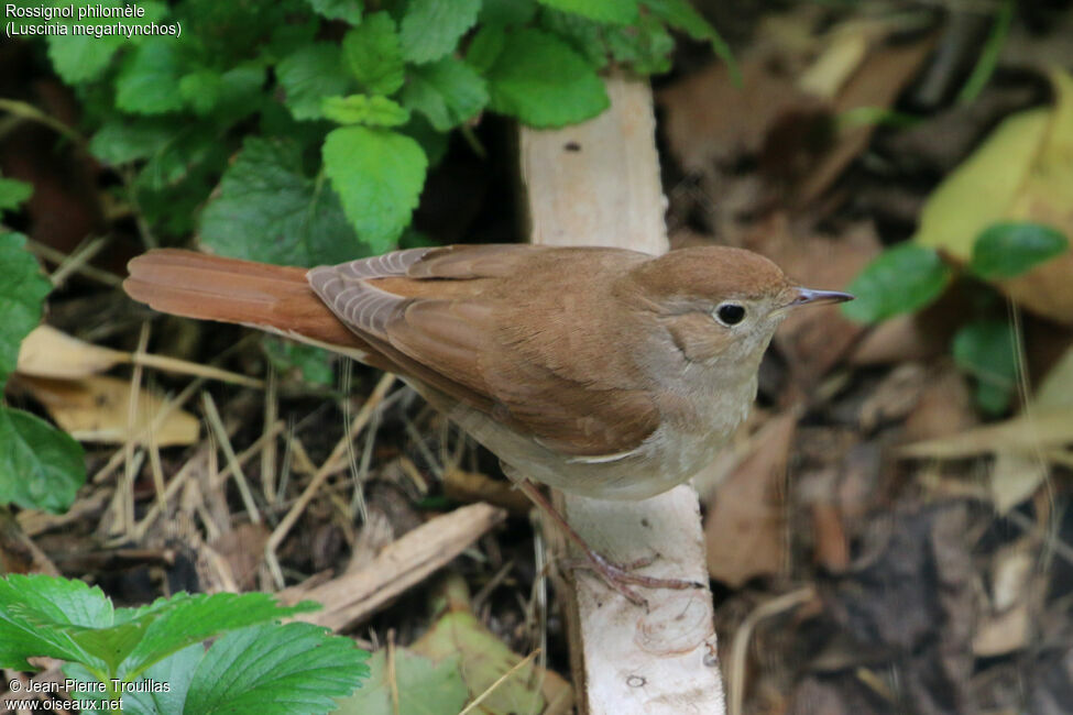 Common Nightingale