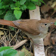 Common Nightingale