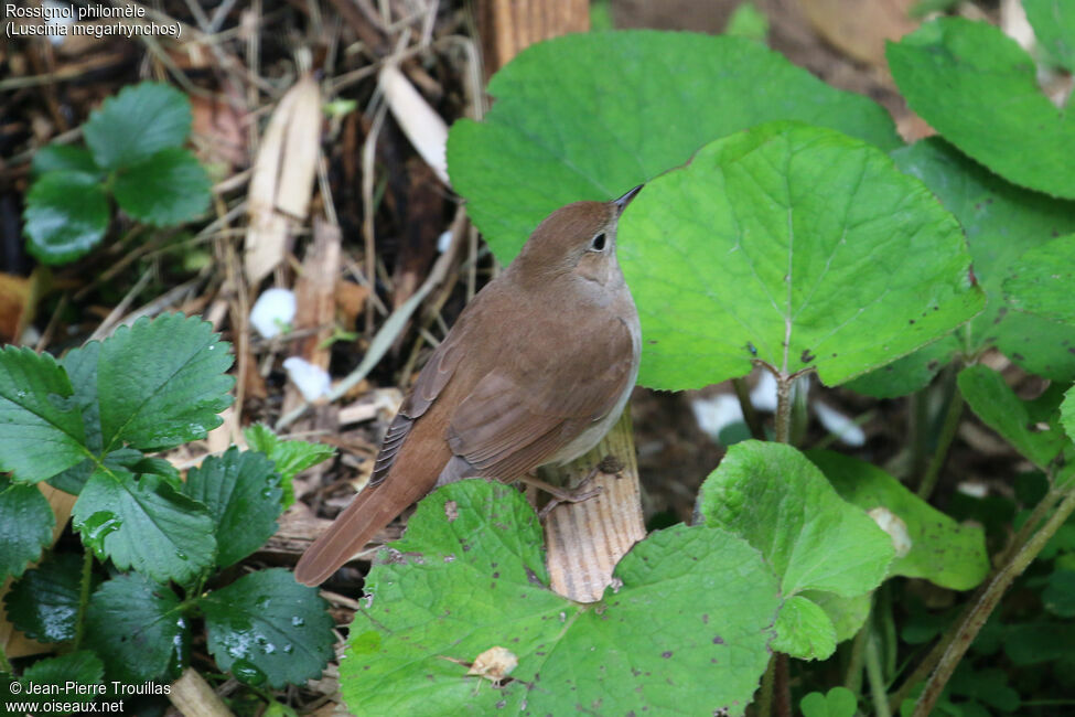 Common Nightingale