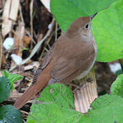 Common Nightingale