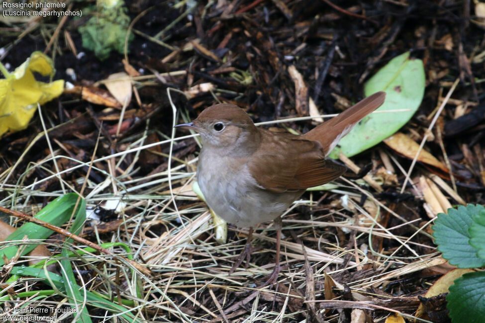 Common Nightingale